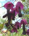 rhodochiton.jpg