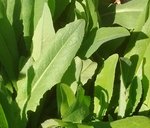 Plante 2.jpg