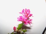 100_3235.JPG