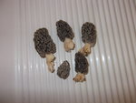 Morilles.jpg