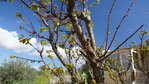 DSC04132.JPG