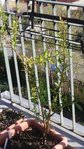20170326_163626-600x1067.jpg