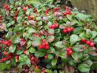 gaultheria.jpg