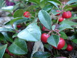 800px-Gaultheria_procumbens.JPG