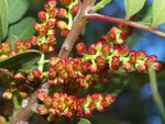 Pistacia lentiscus inflorescence AJ.JPG