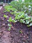 Dans le potager, les premiers radis arrivent avec le beau temps.