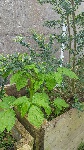 plante inconnue3.jpeg