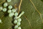 Laothoe-populi-oeufs.jpg