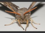 moth_laothoe_populi_poplar_hawk_23-07-12_3.jpg