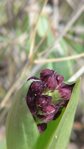 ORCHIS PURPUREA.JPG