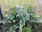 20170402_plantes.jpg