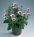 osteospermum sunny philip.jpg