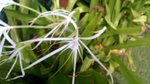 Fleur Plage RepDom-Zoom.jpg