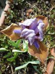 imgp5110_iris_nain_hocus_pocus.jpg