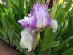 imgp5117_iris_nain_dale_dennis.jpg