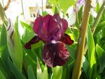 imgp5115_iris_nain_lollipop.jpg