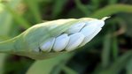 AÏL DE NAPLES allium naepolitanum...jpg