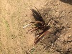 strelitzia reginae  aprés hiver