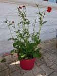 Fleurs rouges 1 - 30 C.jpg