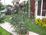 ruellia (Small).jpg