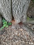 IMG_20170404_144937.jpg