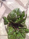 IMG_20170405_154736.jpg