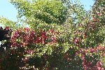 couleur d'automne.jpg