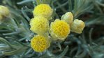 HÉLICHRYSUM fleurs  .jpg