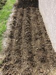 4 rangs de haricots contre le mur. Il ne gel plus à cette endroit à cette saison. A 10 cm de profondeur, le sol est à 9°C le matin et 21°C en fin de journée grâce à un ensoleillement exceptionnel depuis des semaines.<br />Leur semis était initialement prévu en première semaine de juin.