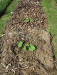 Les 2 plants de courgettes, semés en godets il y a un mois.<br />Leur plantation était initialement prévue en dernière semaine de mai.