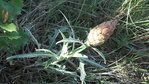 LEUZEA CONIFERA.JPG