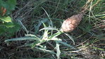LEUZEA CONIFERA.JPG