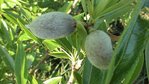AMANDES.JPG