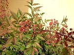 DSC01273.jpg
