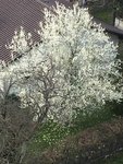 arbres.jpg