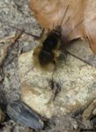 170410insecte3.jpg