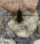 170410insecte2.jpg