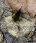 170410insecte1.jpg