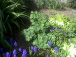 IMG01893-20170411-1124.jpg