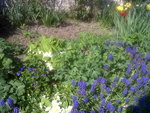IMG01894-20170411-1124.jpg