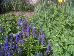 IMG01895-20170411-1124.jpg