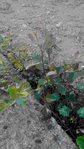 P_20170411_195725_1_1.jpg