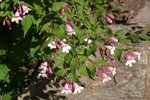 deutzia,weigelia ou Kolk  23.JPG