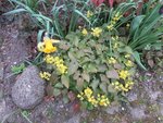 2017-04-12_09.epimedium.jpg