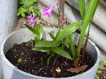 orchidée de chine (vivace).JPG