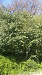 DSC_0458.jpg