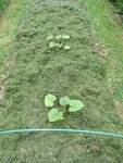 Les courgettes ont profité durant la semaine.