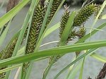 CAREX RIPARIA .jpg
