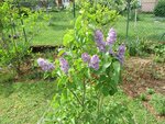 PETIT LILAS.jpg