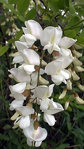 ROBINIER FAUX ACACIA.JPG